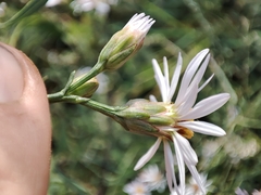 Tripolium pannonicum