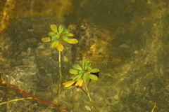 Ludwigia hexapetala