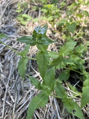 Stellaria aquatica