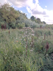 Tripolium pannonicum