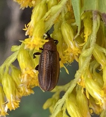 Microrhopala vittata