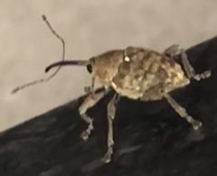 Curculio glandium
