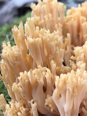 Ramaria formosa