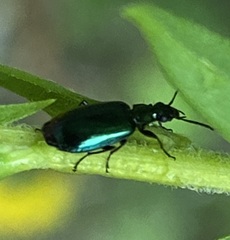 Lebia viridis