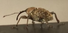 Curculio glandium