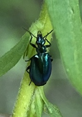 Lebia viridis