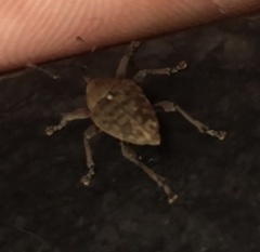 Curculio glandium