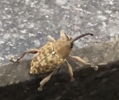 Curculio glandium