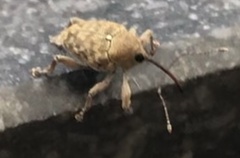 Curculio glandium