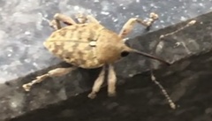 Curculio glandium