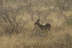 Raphicerus campestris