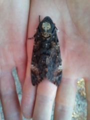 Acherontia atropos