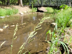 Echinochloa colona