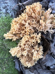 Ramaria formosa