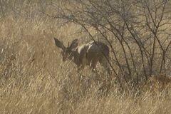 Raphicerus campestris