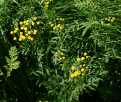 Tanacetum vulgare
