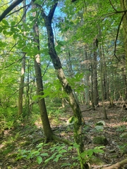 Betula alleghaniensis