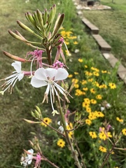 Oenothera filiformis