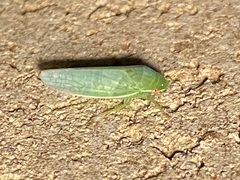 Gyponana octolineata