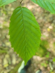 Betula alleghaniensis