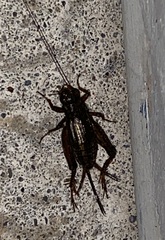 Allonemobius fasciatus