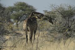 Giraffa camelopardalis angolensis