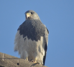 Geranoaetus melanoleucus