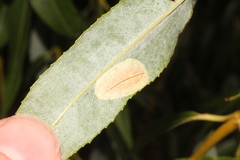 Phyllonorycter