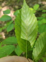 Betula alleghaniensis
