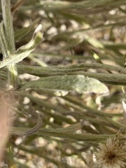 Pseudognaphalium californicum