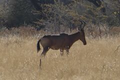 Alcelaphus buselaphus caama