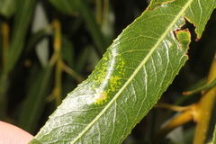 Phyllonorycter