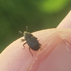 Odontocorynus salebrosus