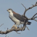 Variable Hawk - Photo (c) lfperotti, some rights reserved (CC BY-NC), uploaded by lfperotti
