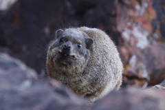 Procavia capensis capensis