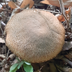 Boletus reticulatus