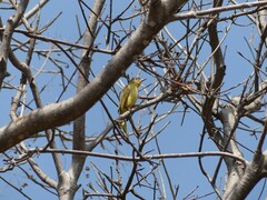 Chlorocichla flaviventris