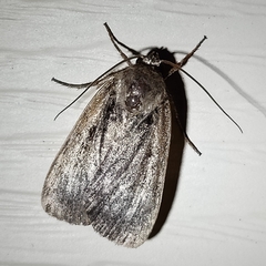 Noctuina