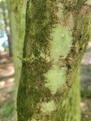 Betula alleghaniensis