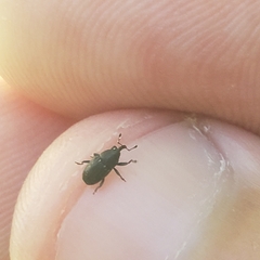 Odontocorynus salebrosus