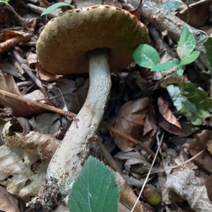 Boletus reticulatus