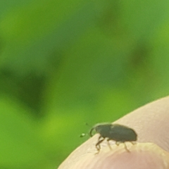 Odontocorynus salebrosus