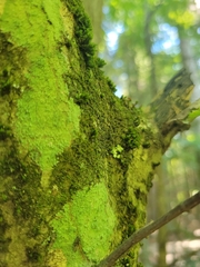 Betula alleghaniensis