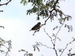 Pogoniulus chrysoconus