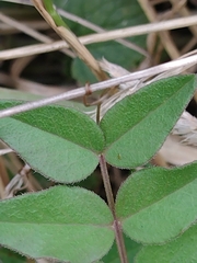 Vicia sepium