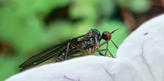 Empis