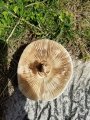 Chlorophyllum molybdites