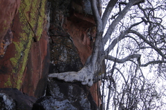 Ficus