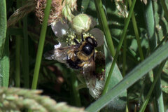 Volucella bombylans