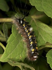 Apatelodes pudefacta